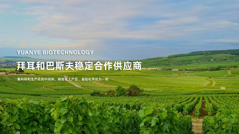 磷酸化抗体：精准医疗的利器，如何挑选优质品牌？**